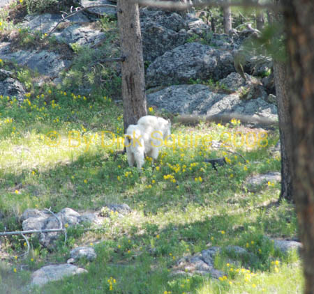 Crazy Horse 08 146
