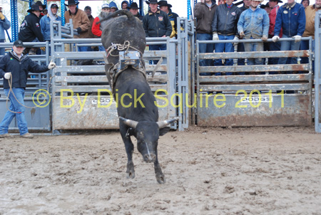 Pine City Bull Futuri#9EE0E