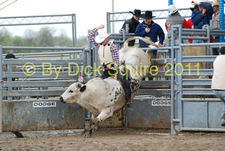 Pine City Bull Futuri#9EE30