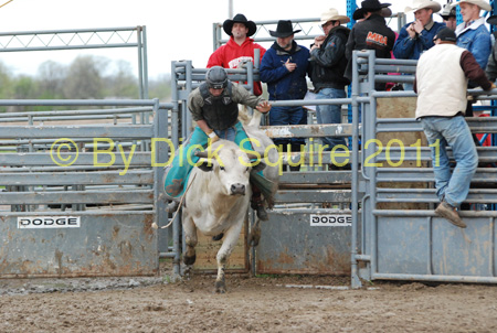 Pine City Bull Futuri#9EE36