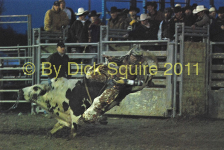 Pine City Bull Futuri#9EE41