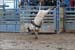 Pine City Bull Futuri#9EDF2