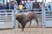 Pine City Bull Futuri#9EDFA