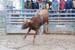 Pine City Bull Futuri#9EDFE