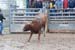 Pine City Bull Futuri#9EDFF