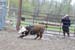Pine City Bull Futuri#9EE06