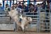 Pine City Bull Futuri#9EE2B