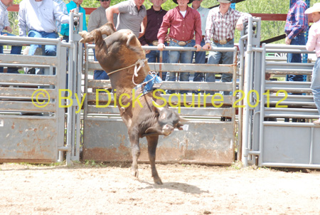 Pine City Bulls 12 011