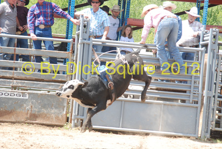 Pine City Bulls 12 013