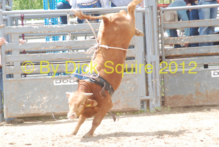 Pine City Bulls 12 021