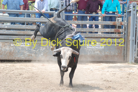 Pine City Bulls 12 025