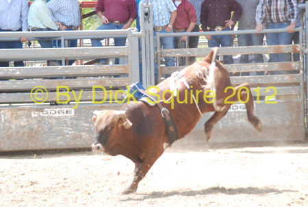 Pine City Bulls 12 028