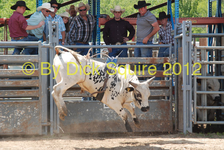 Pine City Bulls 12 030