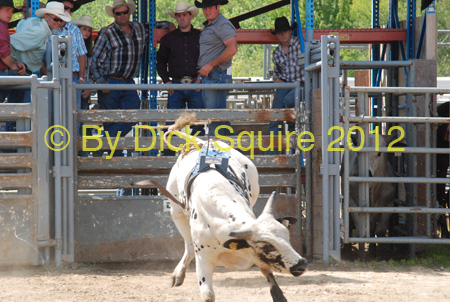 Pine City Bulls 12 031