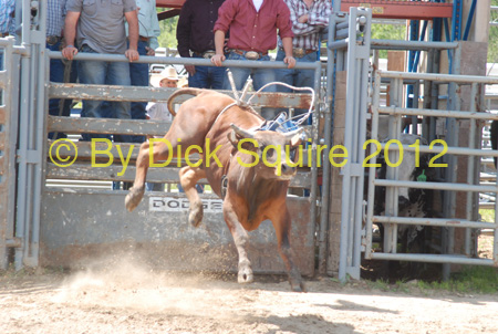 Pine City Bulls 12 033
