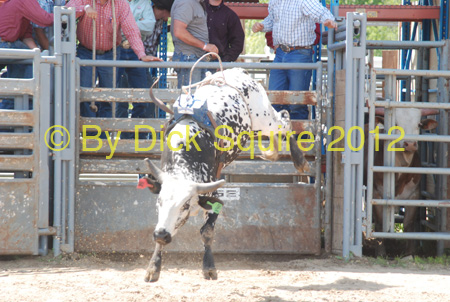 Pine City Bulls 12 035