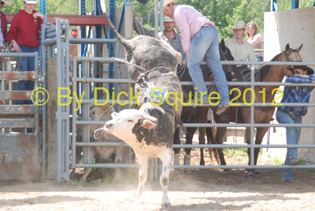 Pine City Bulls 12 036