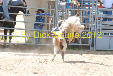 Pine City Bulls 12 037