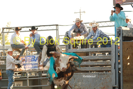 Pine City Bulls 12 075