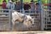 Pine City Bulls 12 030