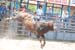 Pine City Bulls 12 040