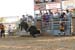 Pine City Bulls 12 063