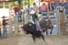 Pine City Bulls 12 095