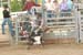 Pine City Bulls 12 104